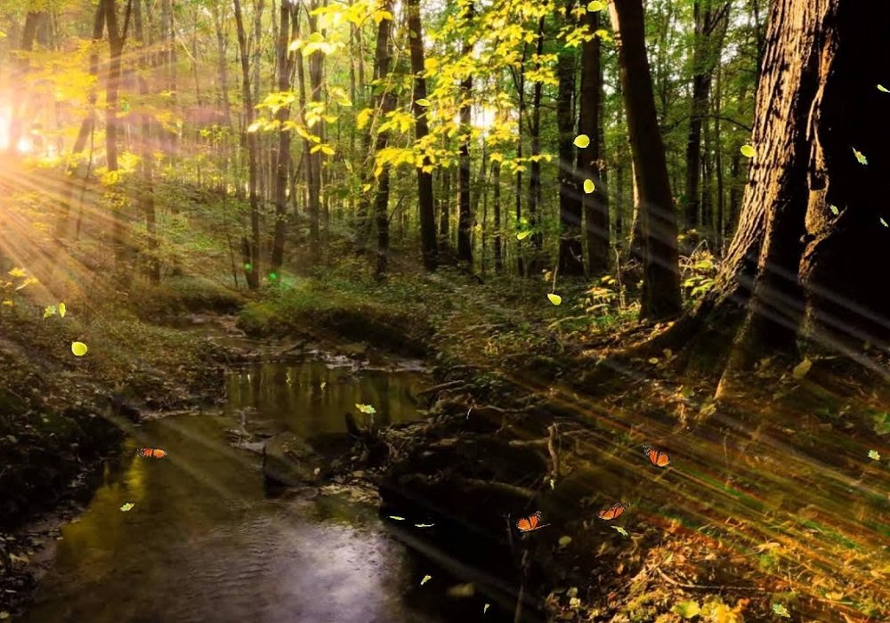 O Bosque animado. A Galicia máxica